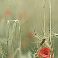Poppies and wheat ear